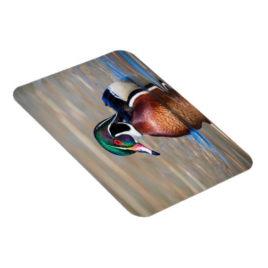 Hout Duck in een vijver Magneet (Rechterzijde)