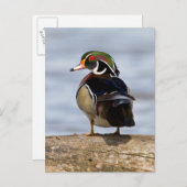 Hout Duck man op log in wetland Briefkaart (Voorkant / Achterkant)