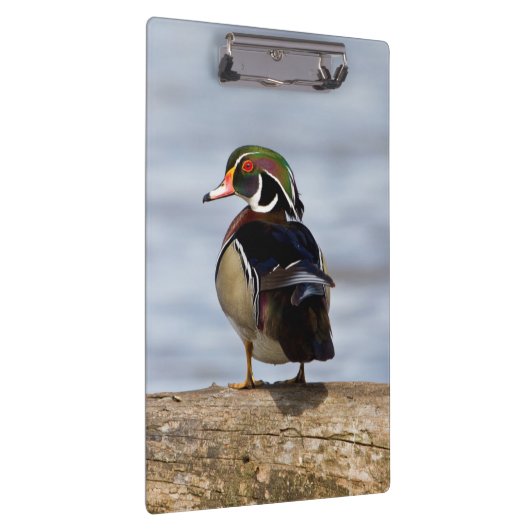 Hout Duck man op log in wetland Klembord (Rechts)