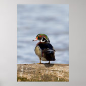 Hout Duck man op log in wetland Poster (Voorkant)
