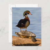 Hout Duck man op Red-oorige Slider Briefkaart (Voorkant / Achterkant)