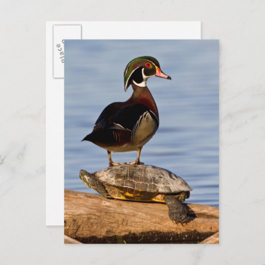 Hout Duck man op Red-oorige Slider Briefkaart (Voorkant / Achterkant)