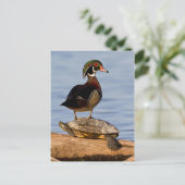Hout Duck man op Red-oorige Slider Briefkaart (Staand voorkant)