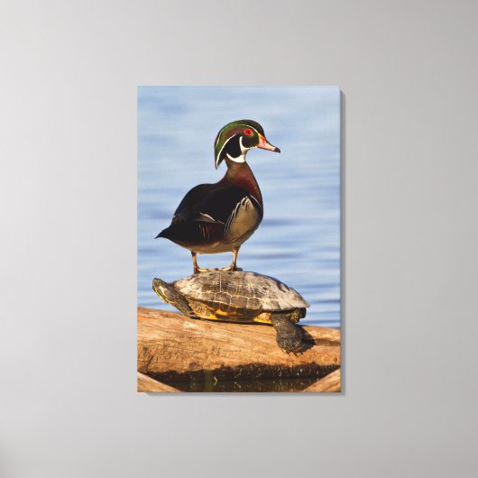 Hout Duck man op Red-oorige Slider Canvas Afdruk (Voorkant)