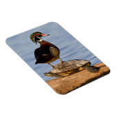 Hout Duck man op Red-oorige Slider Magneet (Rechterzijde)