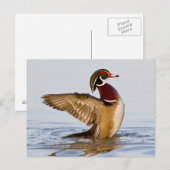 Hout Duck mantel flapping wings in wetland Briefkaart (Voorkant / Achterkant)
