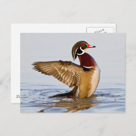Hout Duck mantel flapping wings in wetland Briefkaart (Voorkant / Achterkant)