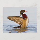 Hout Duck mantel flapping wings in wetland Briefkaart (Voorkant)