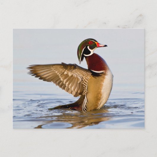 Hout Duck mantel flapping wings in wetland Briefkaart (Voorkant)