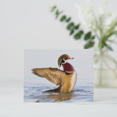 Hout Duck mantel flapping wings in wetland Briefkaart (Staand voorkant)