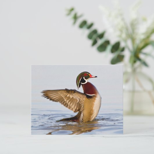 Hout Duck mantel flapping wings in wetland Briefkaart (Staand voorkant)
