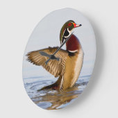 Hout Duck mantel flapping wings in wetland Grote Klok (Hoek)