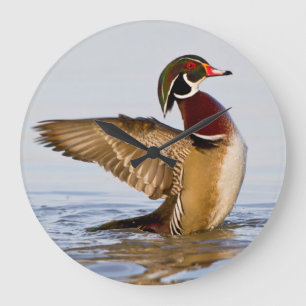 Hout Duck mantel flapping wings in wetland Grote Klok