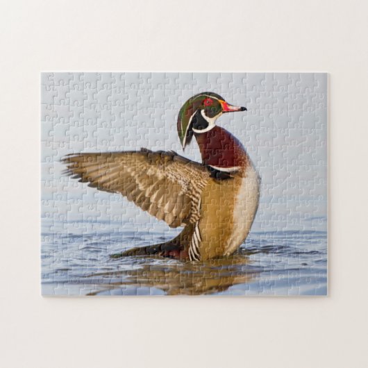 Hout Duck mantel flapping wings in wetland Legpuzzel (Horizontaal)