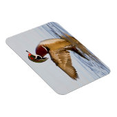 Hout Duck mantel flapping wings in wetland Magneet (Rechterzijde)