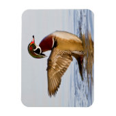 Hout Duck mantel flapping wings in wetland Magneet (Verticaal)