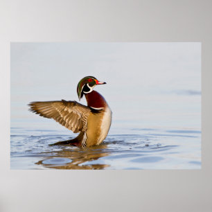Hout Duck mantel flapping wings in wetland Poster