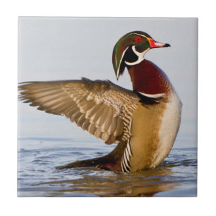 Hout Duck mantel flapping wings in wetland Tegeltje