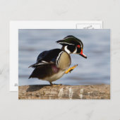 Hout Duck on log in wetland Briefkaart (Voorkant / Achterkant)