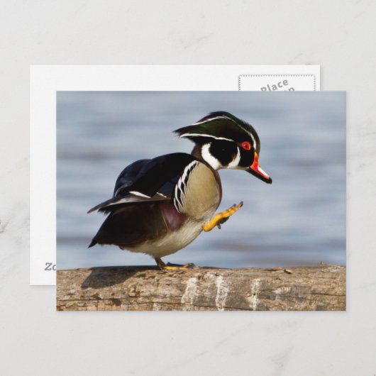 Hout Duck on log in wetland Briefkaart (Voorkant / Achterkant)
