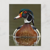 Hout Duck on Water Briefkaart (Voorkant)