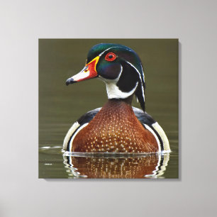 Hout Duck on Water Canvas Afdruk