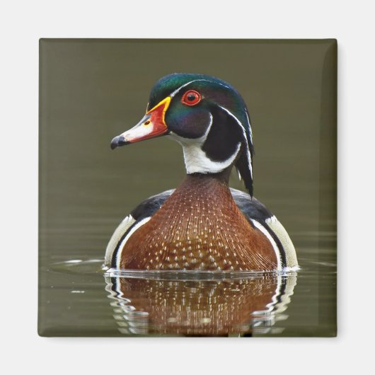 Hout Duck on Water Magneet (Voorkant)