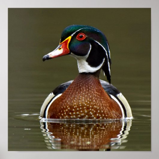 Hout Duck on Water Poster (Voorkant)