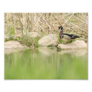 Hout Duck op de Rocks of Pond Foto Afdruk