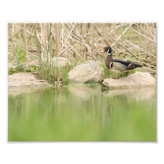 Hout Duck op de Rocks of Pond Foto Afdruk (Voorkant)