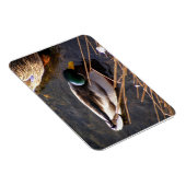 Hout Duck Premium Magnet Magneet (Rechterzijde)