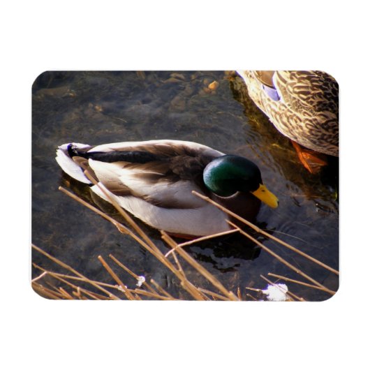 Hout Duck Premium Magnet Magneet (Horizontaal)