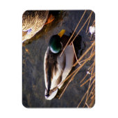 Hout Duck Premium Magnet Magneet (Verticaal)