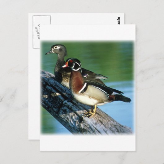 Hout Ducks Briefkaart (Voorkant / Achterkant)