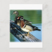 Hout Ducks Briefkaart (Voorkant)