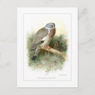 Hout-duif Briefkaart