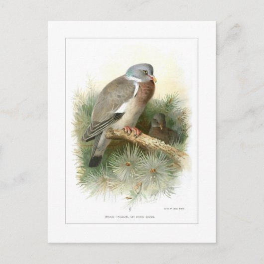 Hout-duif Briefkaart (Voorkant)