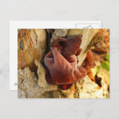 Hout Ear Mushroom Briefkaart (Voorkant / Achterkant)