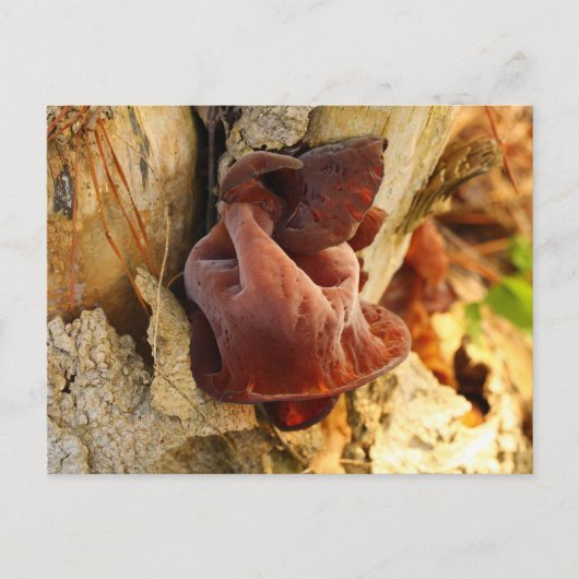 Hout Ear Mushroom Briefkaart (Voorkant)