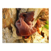Hout Ear Mushroom Foto Afdruk (Voorkant)