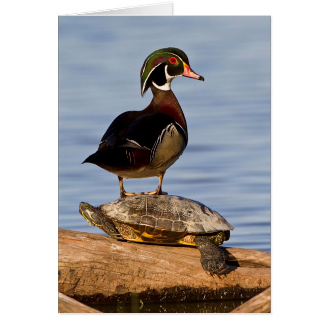 Hout eend mannetje staand op roodwangschildpad (Voorkant)