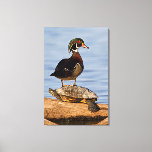 Hout eend mannetje staand op roodwangschildpad canvas afdruk