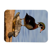 Hout eend mannetje staand op roodwangschildpad magneet (Horizontaal)