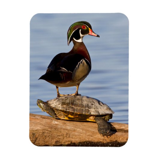 Hout eend mannetje staand op roodwangschildpad magneet (Verticaal)