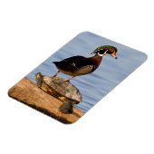 Hout eend mannetje staand op roodwangschildpad magneet (Linkerzijde)