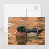 Hout eend zwemt in water briefkaart (Voorkant / Achterkant)