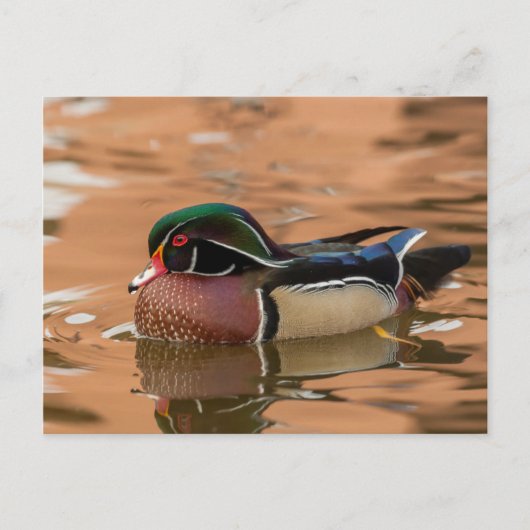 Hout eend zwemt in water briefkaart (Voorkant)