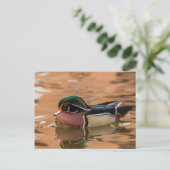 Hout eend zwemt in water briefkaart (Staand voorkant)