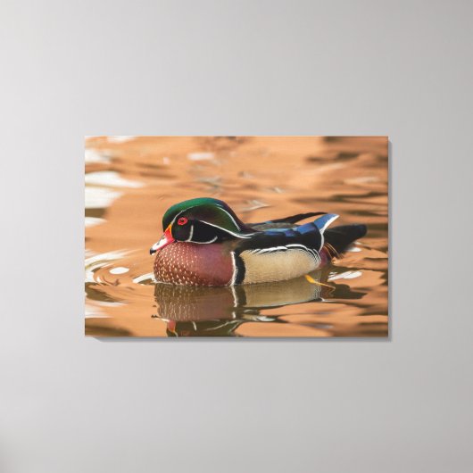 Hout eend zwemt in water canvas afdruk (Voorkant)