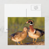 Hout Eenden en vrouw op het inloggen van wetland Briefkaart (Voorkant / Achterkant)